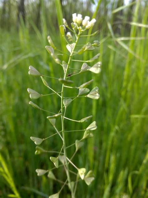 Traista Ciobanului Capsella Bursa Pastoris Anima Plant 920 Lei