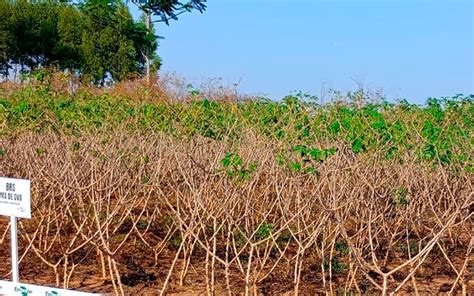 Parceria Entre Embrapa E Emater RO Apresenta Nova Variedade De Mandioca