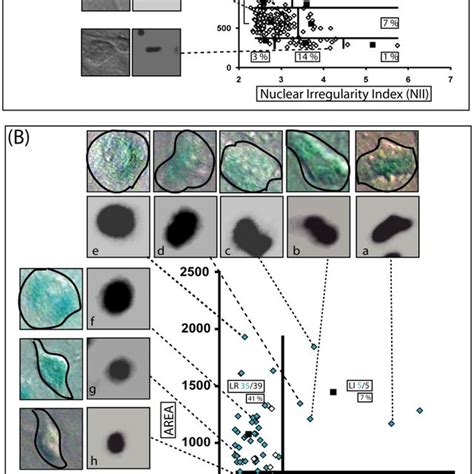 U Cells Were Treated With Dmso As Vehicle Control A Or Vincristine