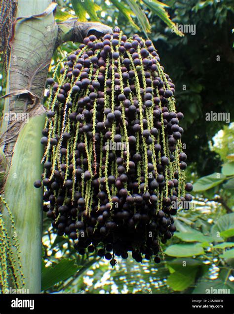 A Clump Of Black Poisonous Berries Growing On A Fishtail Palm Tree