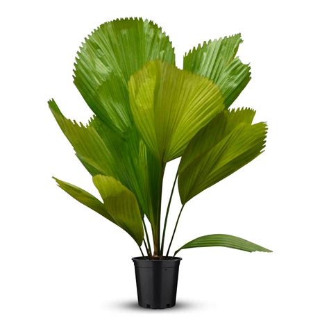 Licuala Grandis Palm - Buy Online |Trivandrum Gardentech