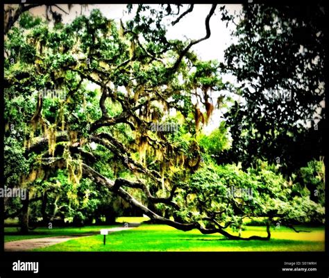 Live Oak Tree Stock Photo Alamy