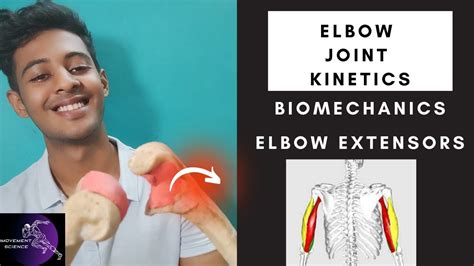 ELBOW JOINT EXTENSORS ELBOW COMPLEX BIOMECHANICS Physiotherapy