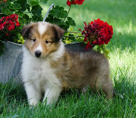 AKC Registered Lassie Collie For Sale Fredericksburg, OH Female- Lola ...