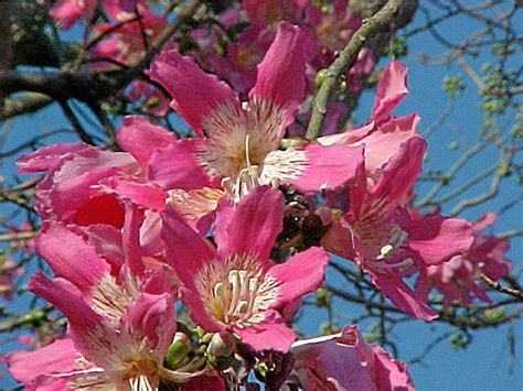 Full Sun Exposure Natural Chorisia Speciosa Plants Silk Floss Tree Spring At ₹ 1200 Piece In