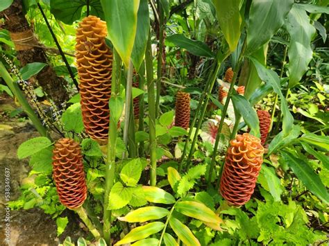 tropical plants in the botanical garden and their flowering Stock Photo ...