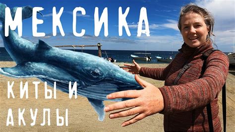 Мексика - Нижняя Калифорния, Киты, Акулы и Мексиканская еда - YouTube