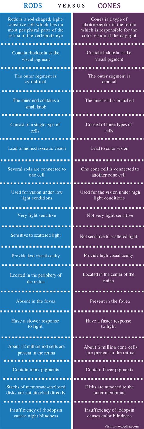 Difference Between Rods and Cones | Definition, Structure, Function ...