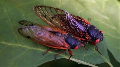 Two Cicada Broods Emerge Together For First Time In 221 Years