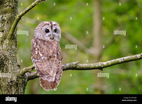 Tawny Owl Strix Aluco Perched On Tree Branch Stock Photo Alamy