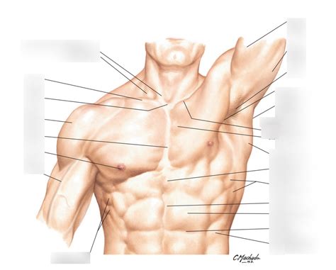 Thorax Surface Anatomy Diagram Quizlet