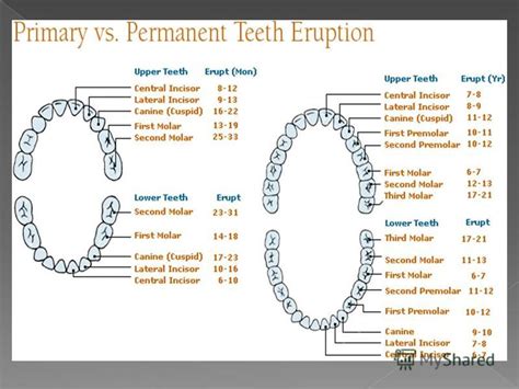 labeled diagram human teeth