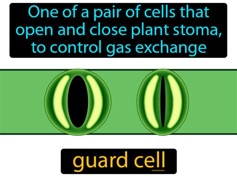 Guard Cell Definition & Image | GameSmartz