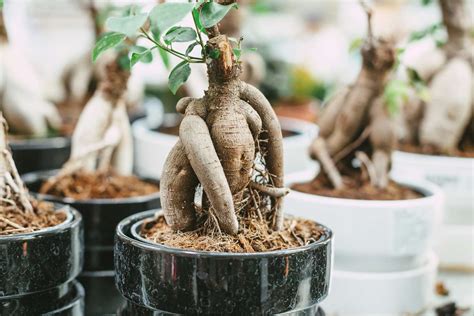 Types Of Bonsai Tree Species To Grow