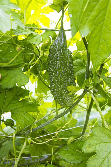 種から育てたゴーヤ わさび茶漬けよりウマイもの