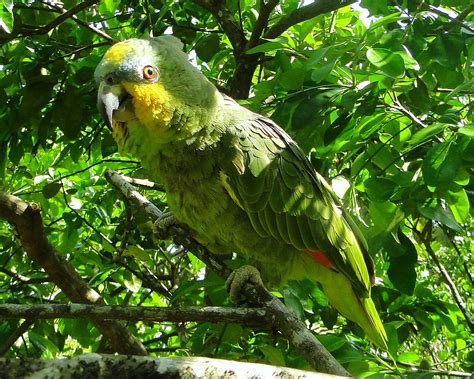 Loro Guaro Orange Winged Parrot Amazona Amazonica A Photo On