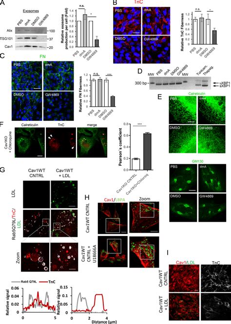 Exosomes Derived From Cafs Modulate Ecm Deposition A Western Blot