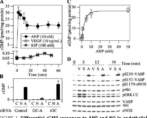 Figure From Atrial Natriuretic Peptide Initiated Cgmp Pathways