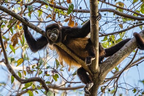 35 Wild Animals in Colombia [Wildlife in Colombia] - Kevmrc