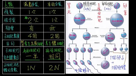 高一生物2 1觀念11人體的減數分裂 精子卵子的產生 YouTube