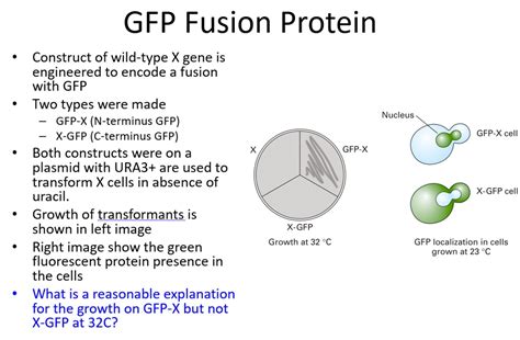 Gfp Fusion Protein Construct Of Wild Type X Gene Is Engineered To