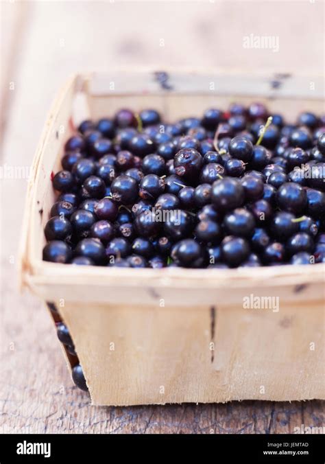 Harvesting Blackcurrants Hi Res Stock Photography And Images Alamy