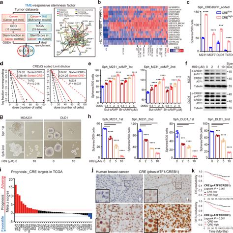 Cancer Cell Employs A Microenvironmental Neural Signal Trans Activating