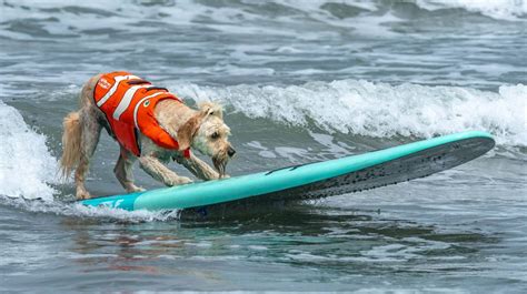 2020 World Dog Surfing Championships | Pacifica