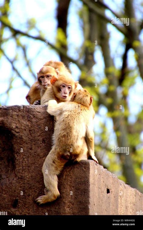 Group Of Monkeys Hi Res Stock Photography And Images Alamy