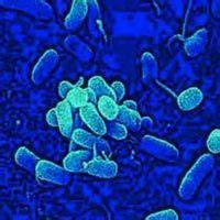 Azotobacter - Manufacturers, Suppliers & Dealers | Exporters India