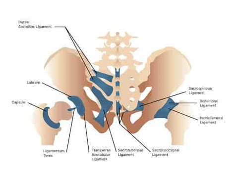 Sacrococcygeal Ligament