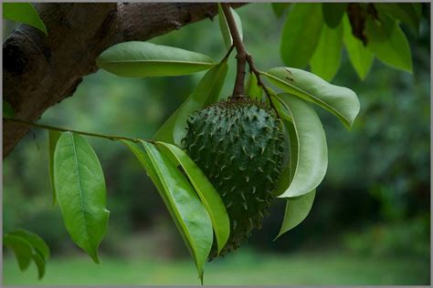 Graviola Soursop