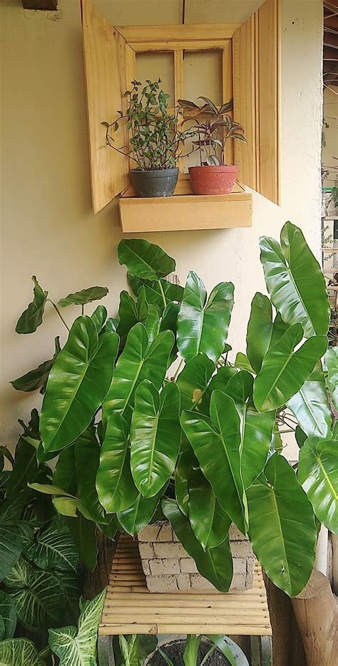 12 Indoor Plants That Look Like A Banana Tree Artofit