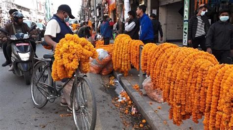 तिहारमा भारतबाट आयात हुने सयपत्री फूलमा सरकारले प्रतिबन्ध लगायाे