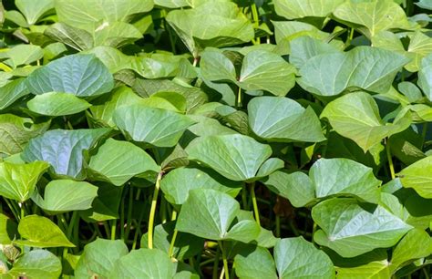 Folhas De Batata Doce Ipomoea Batatas Conhecidas Como Ubi Jalar Na