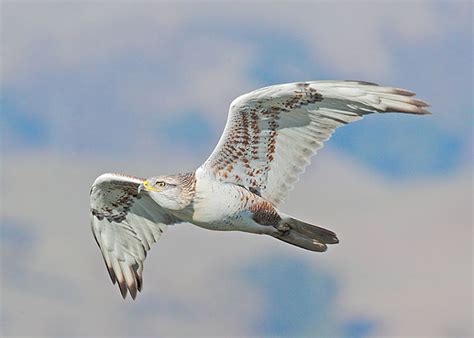 Hawks In Indiana Most Common Species You Can Spot