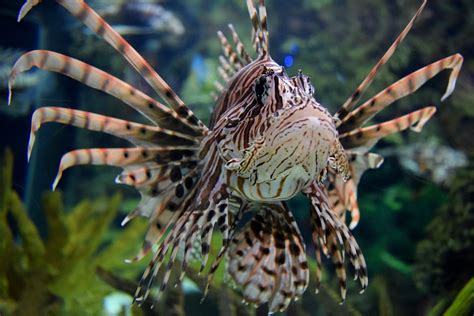 Peixe leão espécie venenosa que pode se espalhar por todo litoral