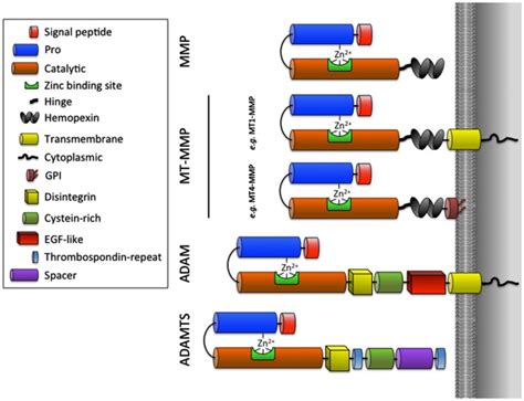 Schematic Representation Of MMPs MT MMPs ADAMs And ADAMTSs