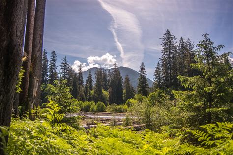 Hoh Rainforest - World's Most Spectacular Temperate Rainforests