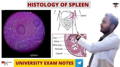 Histology Of Spleen Histology Chill Medicos Youtube