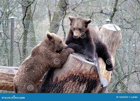 Brown Bears Playing Skansen Park Stockhol Stock Photo Image Of