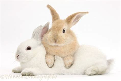 Photograph Of Sandy Rabbit Lounging Over White Rabbit Rights Managed