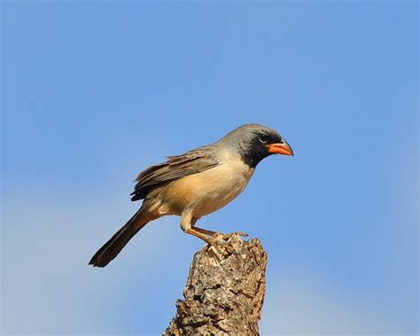 Foto Batuqueiro Saltatricula Atricollis Por Romulo C Guerra Wiki