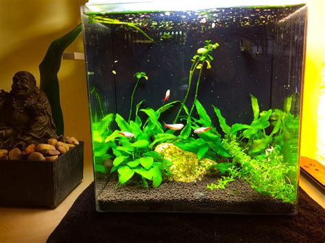 Desktop Nano Freshwater Planted Tank Rainforest Concepts