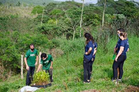 Projeto da Credifoz irá distribuir mais de mil mudas de árvores