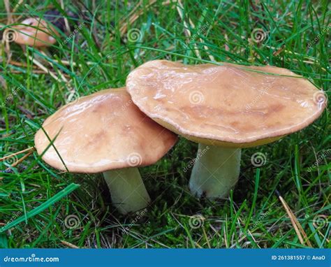 Edible Oily Mushrooms Yellow Boletus In The Forest Mushrooms Suillus