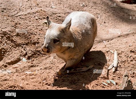 The Hairy Nosed Wombat Has Softer Fur Longer And More Pointed Ears And