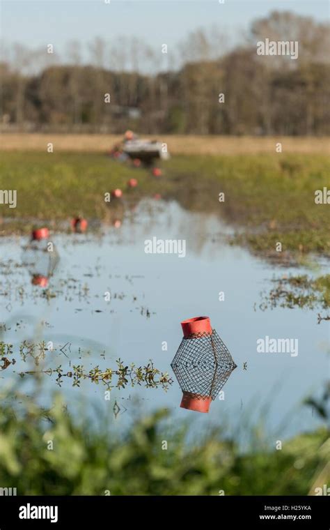 Crayfish Harvest Louisiana Hi Res Stock Photography And Images Alamy