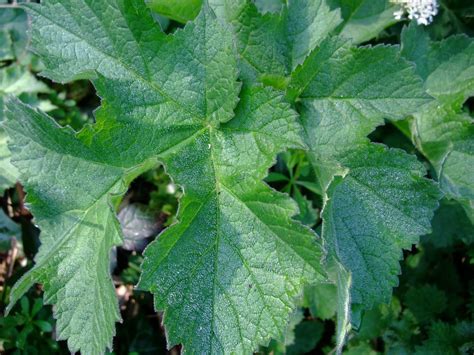 HERBAL PICNIC: COMMON HOGWEED / COW PARSNIP