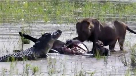 Lion Vs Crocodile